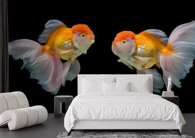 goldfish isolated on black background. Wall mural