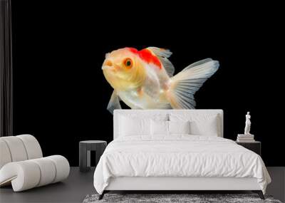 goldfish isolated on black background. Wall mural