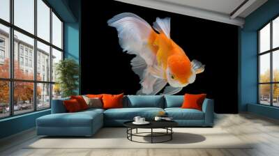 goldfish isolated on black background. Wall mural