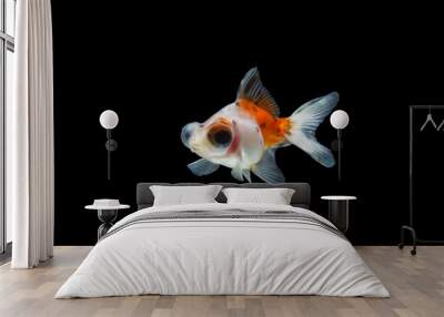 goldfish isolated on black background Wall mural