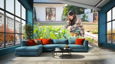 Female gardener cutting and harvesting organic chinese kale in vegetables garden at home Wall mural