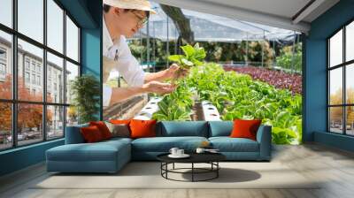 Hydroponic vegetable concept, Young Asian man checking and picking fresh salad in hydroponic farm Wall mural