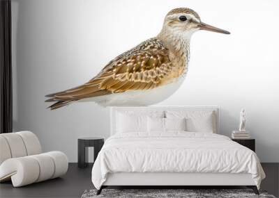 Isolated sanderling with a clean white background for visual use Wall mural