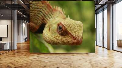 Indian Oriental Garden Lizard reptile species found on green plant. Wall mural