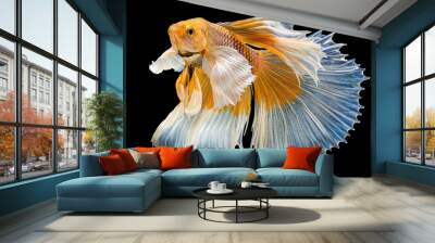 action of yellow fish,siamese fighting fish Wall mural