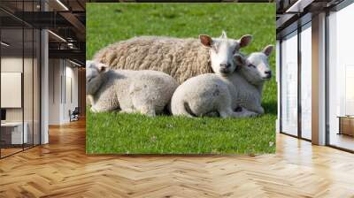 Sheep with two lambs Wall mural