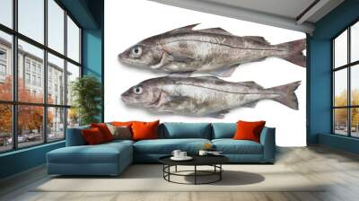  Fresh raw whole haddock fishes Wall mural