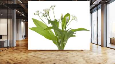 Fresh blooming Ramson Wall mural