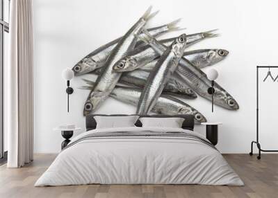 Fresh European anchovy fish Wall mural