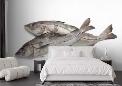 fresh raw haddock fished Wall mural