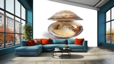 Whole fresh cooked dog cockle in shell Wall mural