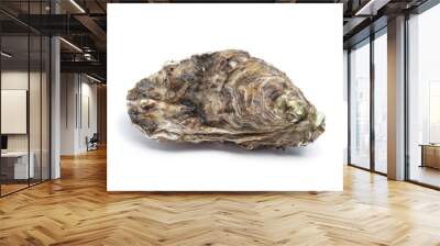 Whole single fresh raw oyster Wall mural