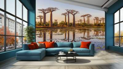 Beautiful Baobab trees at sunset at the avenue of the baobabs in Madagascar Wall mural