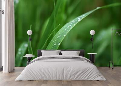 Fresh green grass on summer meadow in water drops after rain Wall mural