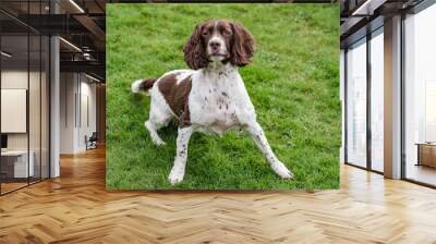 spaniel Wall mural