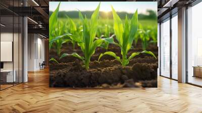 Rows of young corn plants growing on the field Wall mural