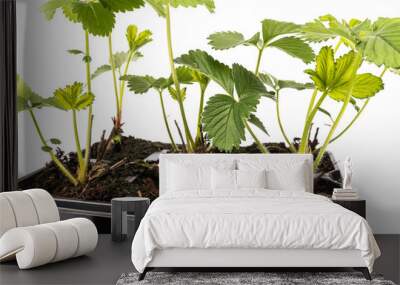 young strawberry plants in pots on white background Wall mural