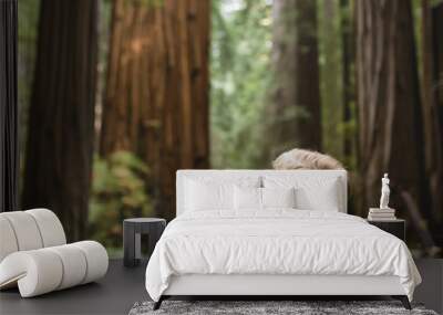 Young boy outdoors in forest looking up at giant Redwood trees. Wall mural