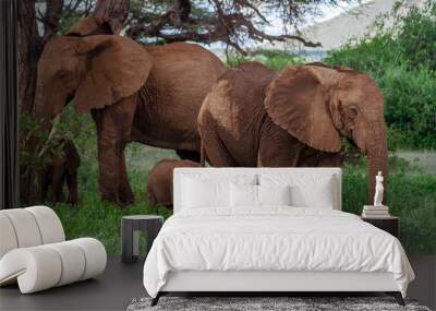 African elephant family in Kenya Wall mural