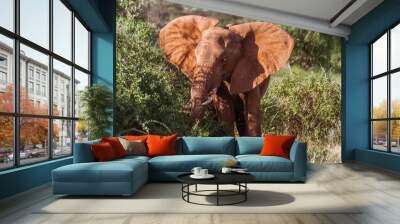 Single adult elephant in bush Wall mural