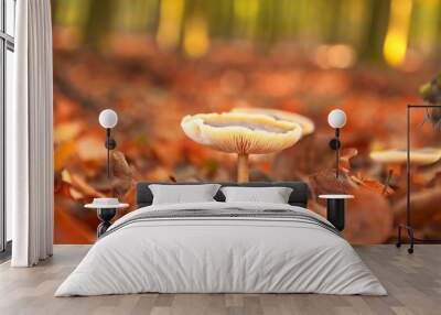 White mushrooms with water drips (close-up macro) on tree in forest with autumn foliage. Wall mural