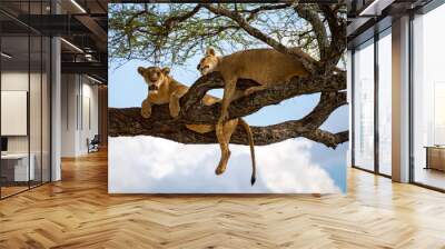 Sleeping and relaxing lions in a tree Wall mural