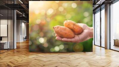  Close-up of hand holding sweet potato selection on blurred background Wall mural