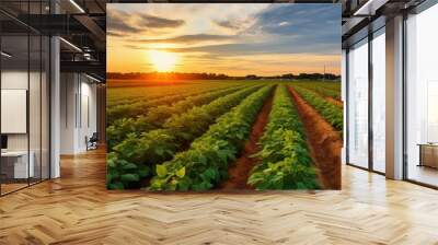 tuber sweet potato farm Wall mural