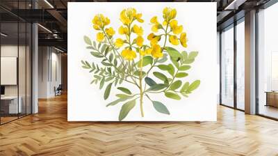 Bladder Senna Flower Watercolor Plant Nature Art Wall mural