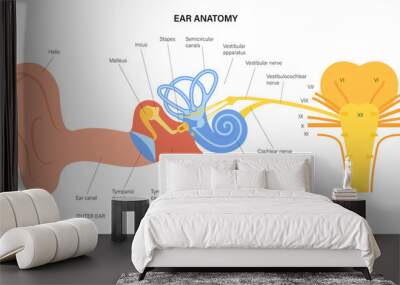 Ear anatomy diagram Wall mural