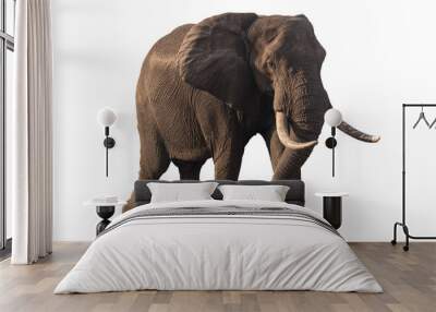 elephant isolated on white Wall mural