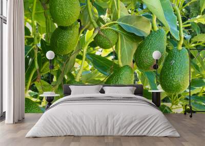 ripe avocado fruits growing on tree as crop Wall mural