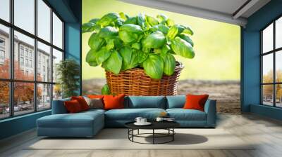 Organic basil plant in the basket on the wooden table Wall mural