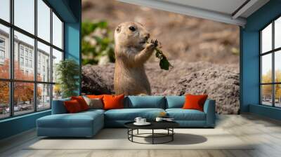 Closeup shot of a cute prairie dog eating a plant stem in the forest on a sunny day Wall mural