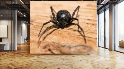 Black Widow spider outdoors on a piece of wood, front view Wall mural