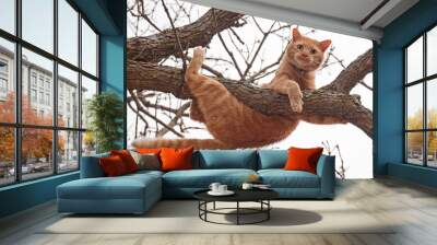 Cat in distress - orange tabby cat about to fall off of a tree; with a worried look on his face Wall mural