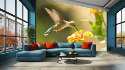 Juvenile male Hummingbird feeding on a Zinnia flowerin summer garden Wall mural