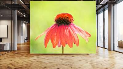 Purple Coneflower with green summer background Wall mural