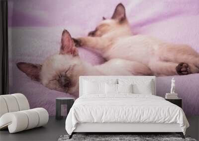 Siamese Kittens asleep on a light purple cushion Wall mural