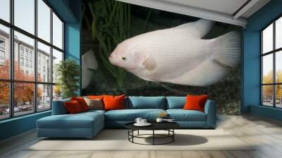 tropical fish Wall mural