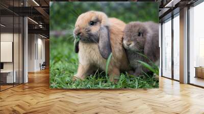 Two cute rabbits loving and playing in the meadow green grass together. Friendship with easter bunny. Happy rabbit. Wall mural