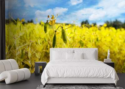 sugar pea plants Wall mural