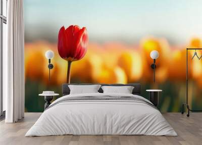 A single red tulip standing proudly amidst a field of yellow tulips, symbolizing individuality and the beauty of nature, under a clear blue sky, capturing a serene spring moment. Wall mural