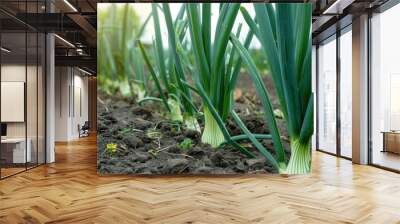 Row of young onion plants growing in fertile soil in an agricultural field Wall mural