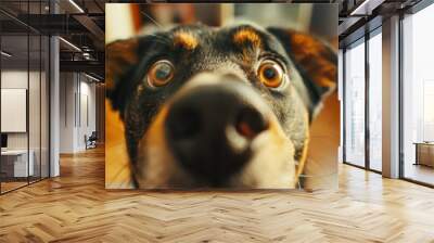 Young crazy surprised dog make big eyes closeup. surprised dog funny face big eyes. Young dog looking surprised and scared. Emotional surprised wide big eye dog at home, high quality photo Wall mural