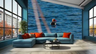 ...helmiatka, duck, bird, animal, water, on the lake, water, nat Wall mural