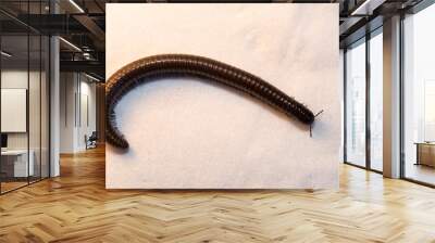 Black millipede. Julida is an ordermillipedes. Wall mural