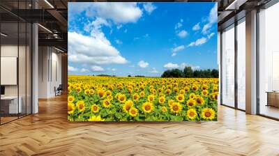 Beautiful day over sunflowers field - panorama shot Wall mural