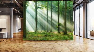 Beautiful morning in the forest Wall mural