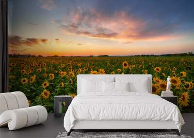 Beautiful sunset over sunflower field Wall mural